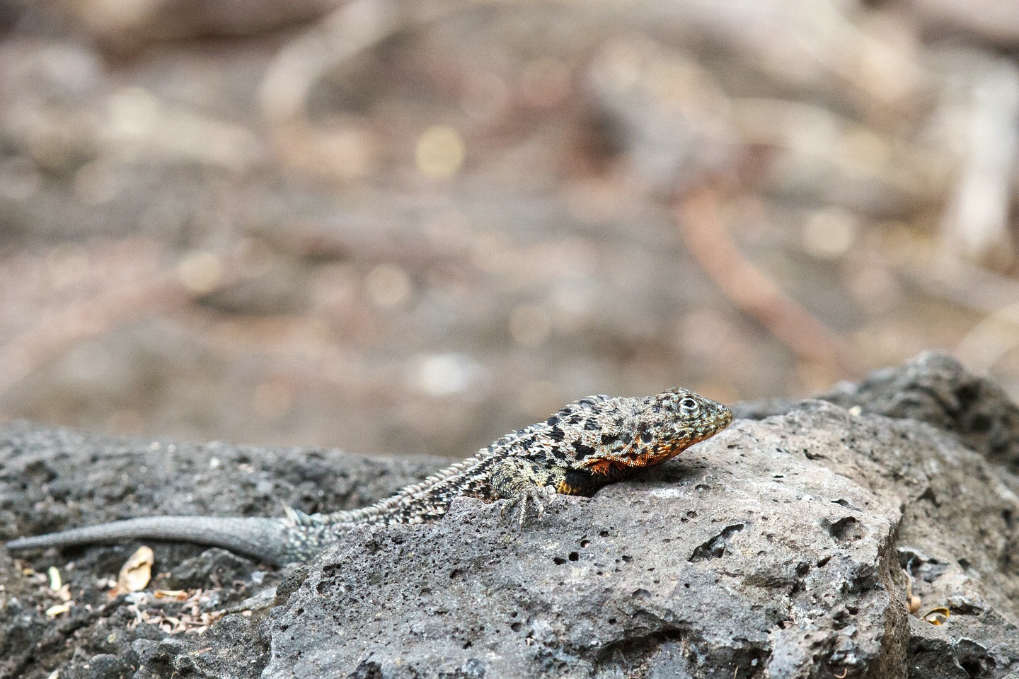 Galapagos Lava-Eidechse